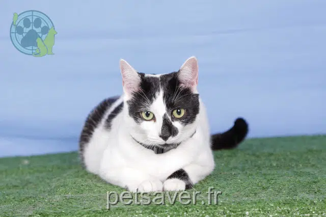 chat lost   93250 Villemomble Sushi