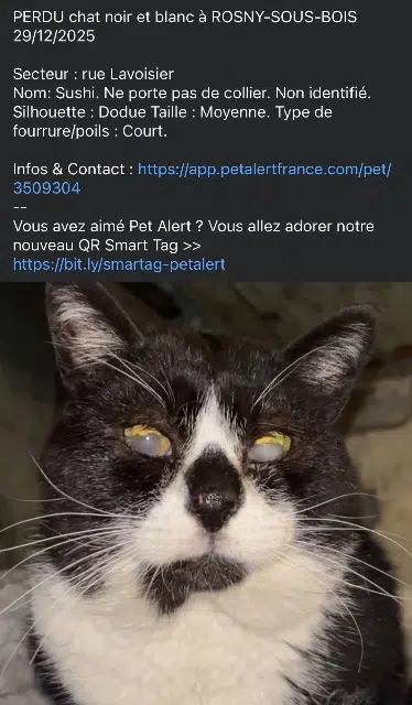 chat lost   93110 Rosny-sous-Bois Sushi