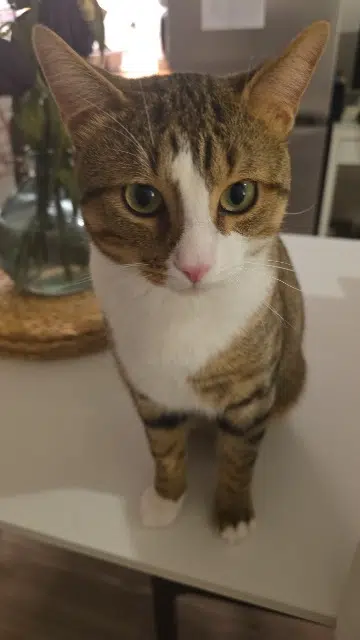 chat lost   93250 Villemomble Tanjiro