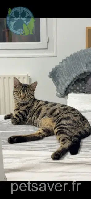 chat lost   93270 Sevran Taïko