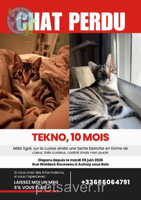 chat lost   93600 Aulnay-sous-Bois Tekno
