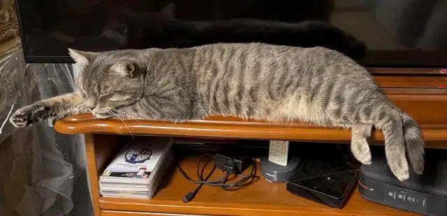 chat lost   93600 Aulnay-sous-Bois Tigrou