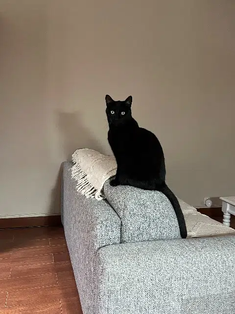 chat lost   93160 Noisy-le-Grand Titan