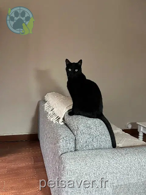 Kater vermisst 93160 Noisy-le-Grand Titan Kater lost 93160 Noisy-le-Grand Titan