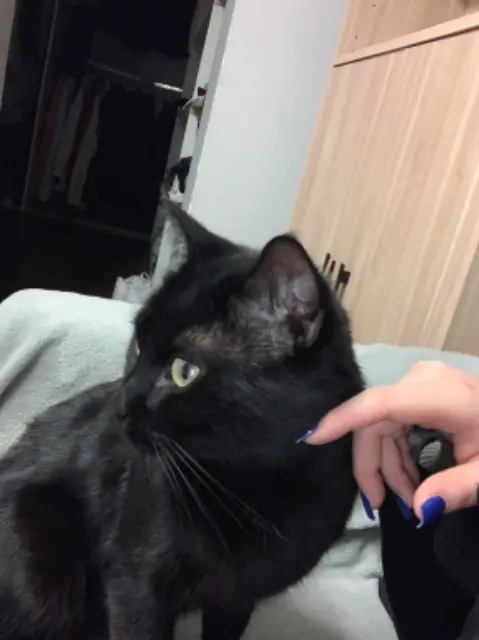 cat lost 93290 Tremblay-en-France Tokyo cat lost 93290 Tremblay-en-France Tokyo