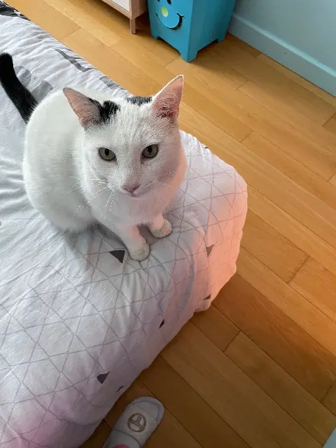 chat lost   93270 Sevran Tomy