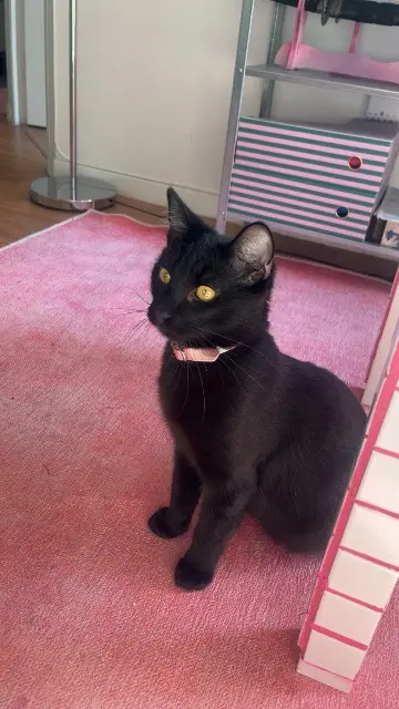 chat lost   93600 Aulnay-sous-Bois Tony Ryū