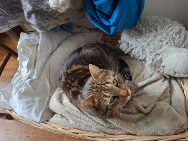 chat lost   93130 Noisy-le-Sec Toulouse