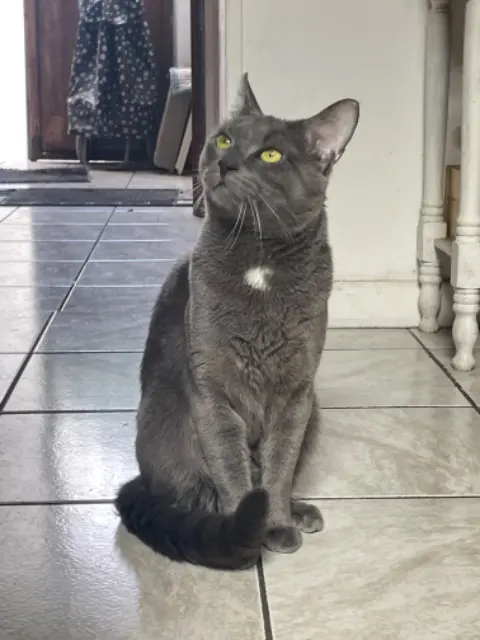 chat lost   93110 Rosny-sous-Bois Tuko