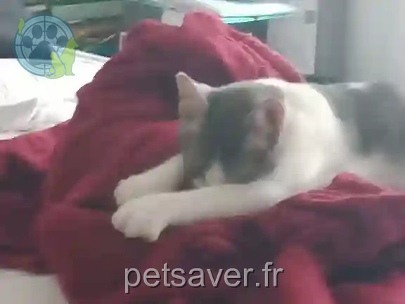 Chat Perdu 93 Seine-Saint-Denis - Ulys Chat Perdu 93 Seine-Saint-Denis - Ulys
