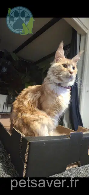 chat lost   93400 Saint-Ouen-sur-Seine Vegas