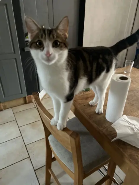 chat lost   93350 Le Bourget Winter