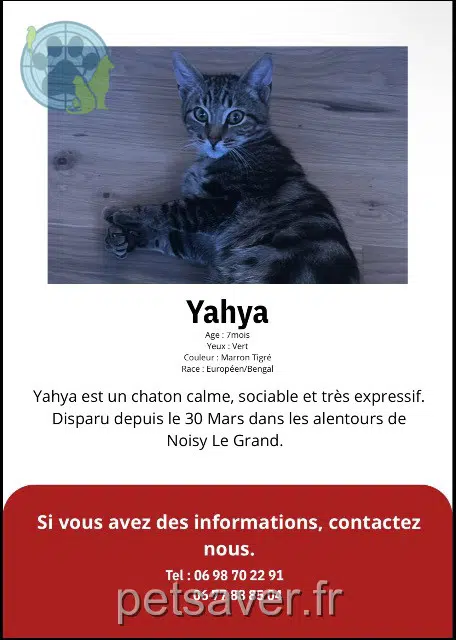 Kater vermisst 93160 Noisy-le-Grand Yayha Kater lost 93160 Noisy-le-Grand Yayha