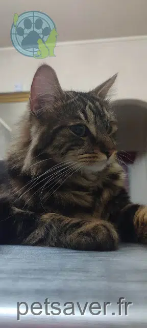cat lost   93190 Livry-Gargan Yuki