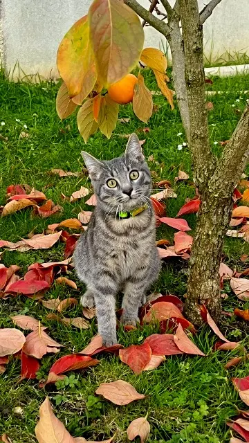chat lost   93370 Montfermeil Yuki
