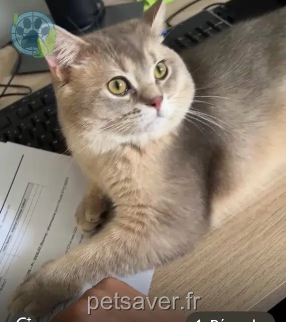 chat lost 93140 Bondy Yuki