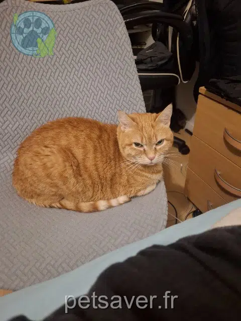 kater vermist 93150 Le Blanc-Mesnil Yuri kater lost 93150 Le Blanc-Mesnil Yuri
