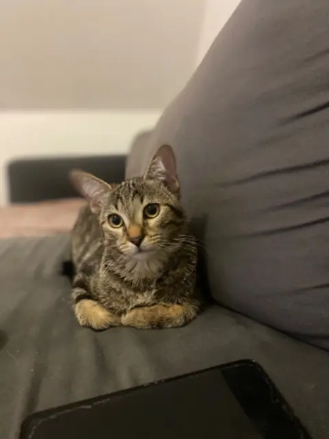 chat lost   93140 Bondy Zgougoy