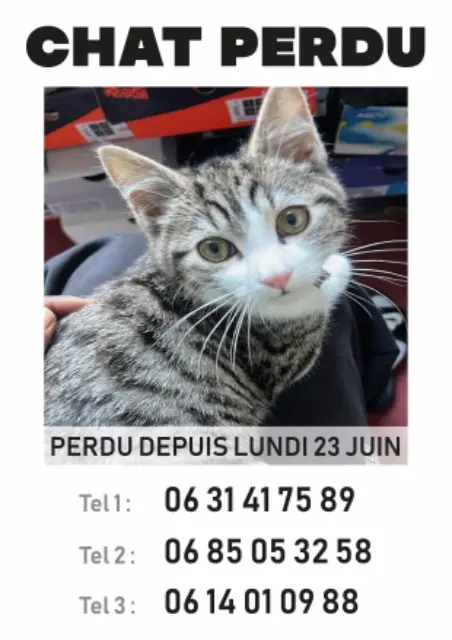 chat lost   93400 Saint-Ouen-sur-Seine Zola