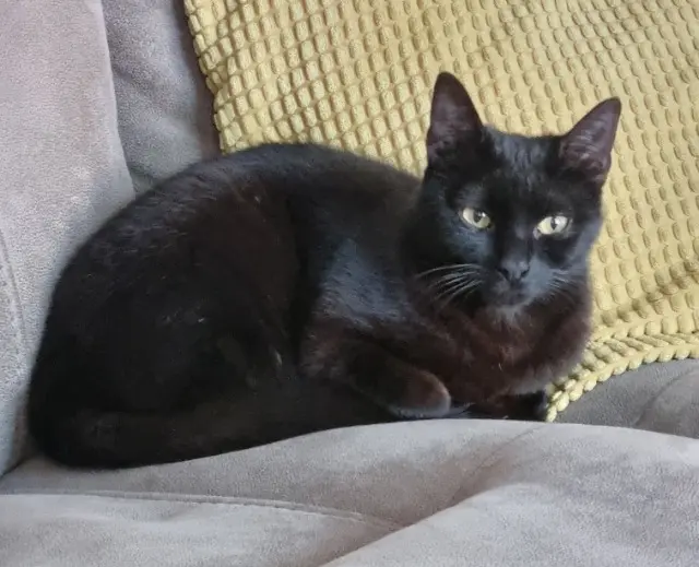 chat lost   93110 Rosny-sous-Bois Zoï
