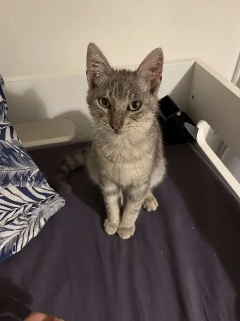 chat lost   94800 Villejuif Akoune