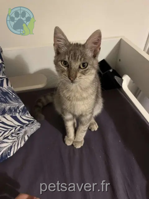 chat perdu 94800 Villejuif Akoune chat lost 94800 Villejuif Akoune