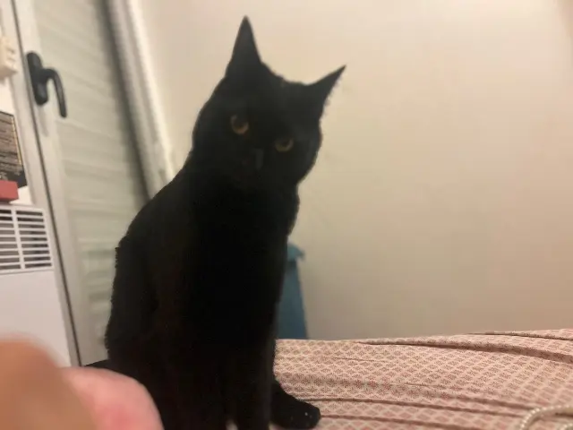 chat lost   94430 Chennevières-sur-Marne Alcapone