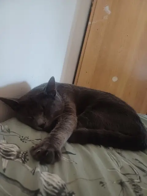 chat lost   94000 Créteil Apache