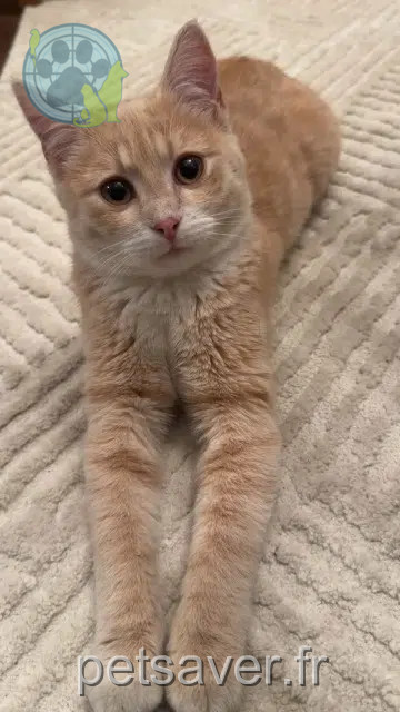 chat lost   94290 Villeneuve-le-Roi Asad