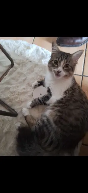 chat lost   94400 Vitry-sur-Seine Atlas