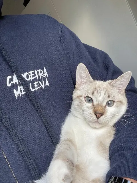 chat lost   94120 Fontenay-sous-Bois Azur