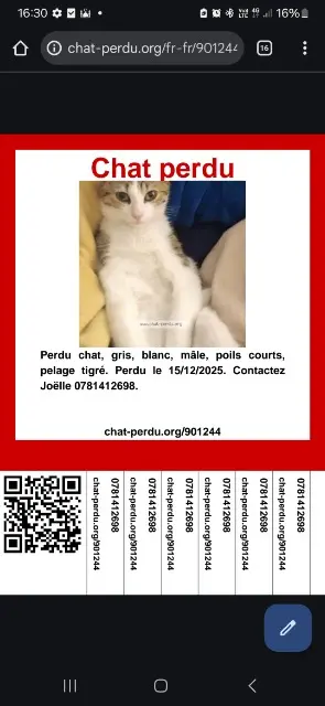 chat lost   94320 Thiais Azur