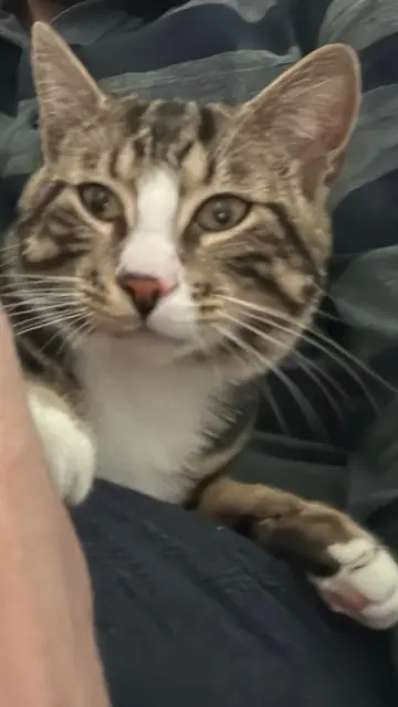 chat lost   94470 Boissy-Saint-Léger Baloul