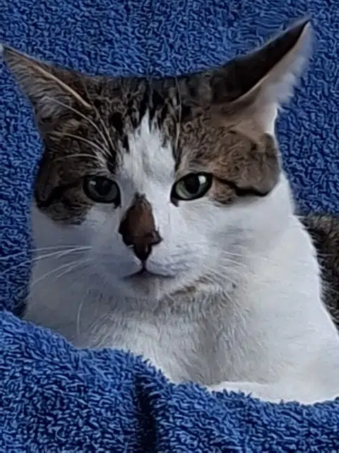 chat lost   94400 Vitry-sur-Seine Basil