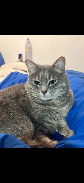 chat lost    Saint-Maur-des-Fossés Beerus