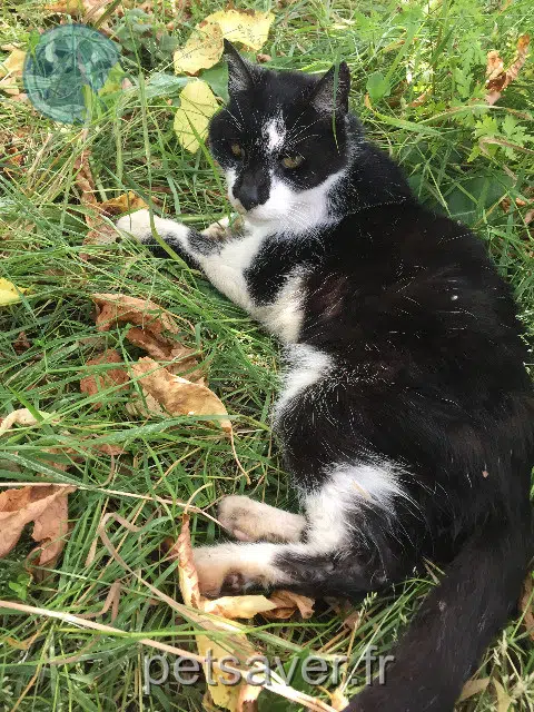 chat perdu 94500 Champigny-sur-Marne Berlioz chat lost 94500 Champigny-sur-Marne Berlioz