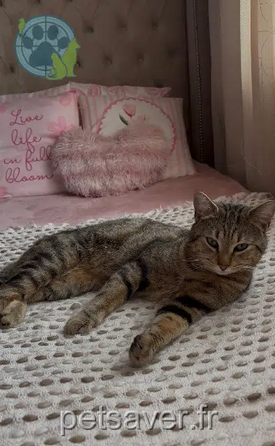 cat lost 94290 Villeneuve-le-Roi Bichbich cat lost 94290 Villeneuve-le-Roi Bichbich