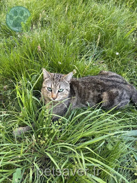 gato perdido 94290 Villeneuve-le-Roi Bichbich gato lost 94290 Villeneuve-le-Roi Bichbich