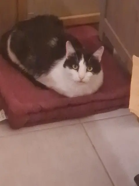 chat lost   94120 Fontenay-sous-Bois Bilou