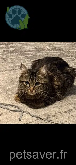 cat lost 94600 Choisy-le-Roi Blue cat lost 94600 Choisy-le-Roi Blue
