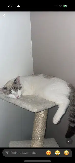 chat lost   94490 Ormesson-sur-Marne Bounou