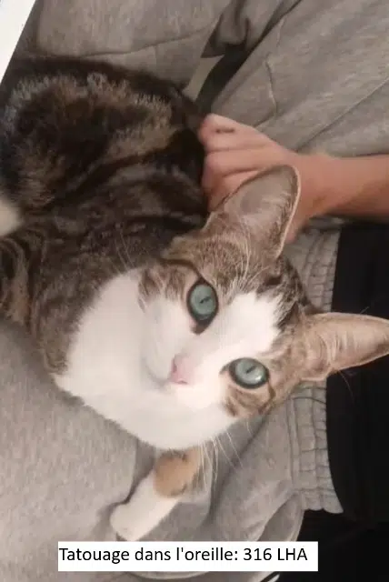 chat lost    Saint-Maur-des-Fossés Braillard