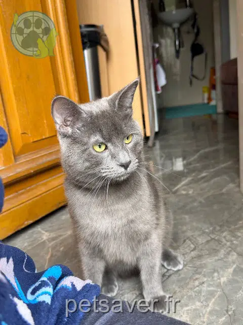 chat lost   94400 Vitry-sur-Seine Brooklyn