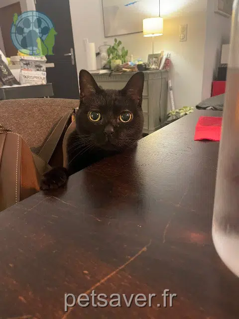 chat lost   94120 Fontenay-sous-Bois Cachocho