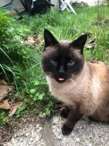 chat lost   94500 Champigny-sur-Marne CASTOR