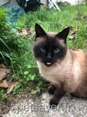 kater vermist 94500 Champigny-sur-Marne CASTOR kater lost 94500 Champigny-sur-Marne CASTOR