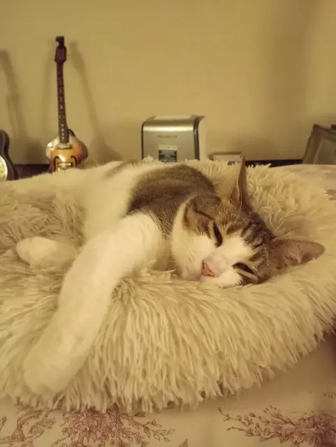 chat lost   94200 Ivry-sur-Seine Chahou