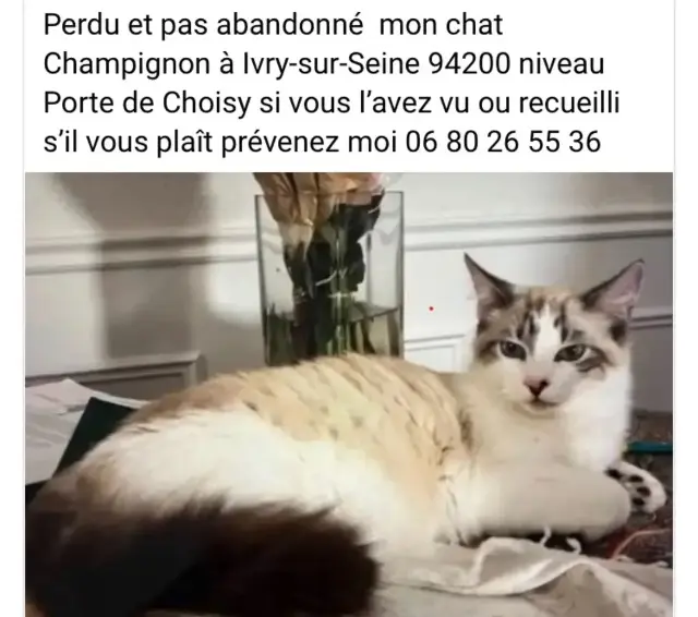 chat perdu 94200 Ivry-sur-Seine Champi chat lost 94200 Ivry-sur-Seine Champi