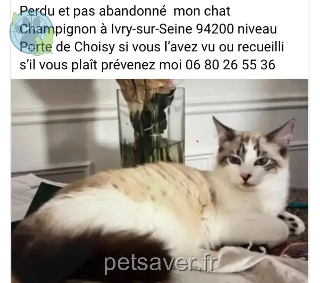 kater vermist 94200 Ivry-sur-Seine Champi kater lost 94200 Ivry-sur-Seine Champi
