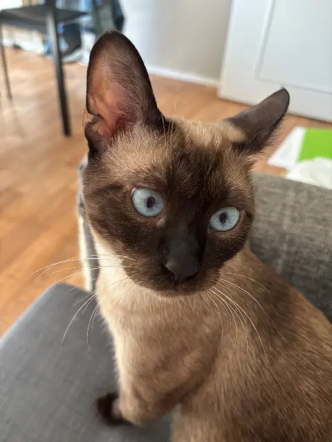 chat lost   94000 Créteil Chatbidou